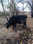 Продавам крави и телета, снимка 9
