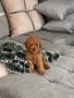 Продавам той пудел момченце, снимка 5