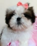 момче и момиче Ши Тцу, снимка 2