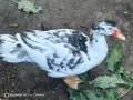 Неми патици юрдечки. , снимка 1