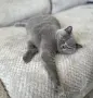 Чистокръвно британско късокосместо момиче , снимка 6