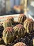 Кактуси Echinocereus Viridiflorus, снимка 5