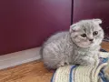 Шотландски клепоухи котенца на 2 месеца, снимка 2