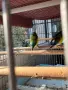 Продавам гулдови амадини, снимка 12