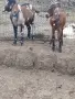 Продавам млада млечна коза., снимка 4