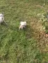 Чистокръвни пинчери !, снимка 15