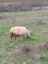 Овце за клане, снимка 4