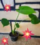 Комплект от три вида monstera, може и по отделно, снимка 15