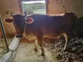 Крава Джарсе Заплодена и юница, снимка 1