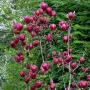 Магнолия -  Magnolia  Genie, снимка 3