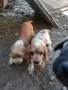 мъжки кокери на 2 месеца, снимка 4