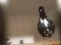 гълъби на въртене, снимка 4