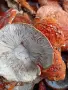 Сушени червени мухоморки , снимка 3