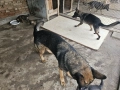 Продавам немски овчарки, снимка 2