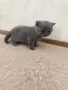 Чистокръвни британски котенца, снимка 3
