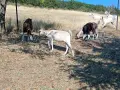 Продавам кози,ярета,овци,шилета и агнета., снимка 1