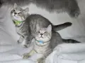 Британска/ Шотландска , снимка 2