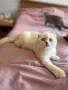 Шотландска клепоуха , снимка 3