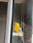 Поен папагал мъжки , снимка 2