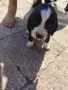 Английски кокери, снимка 1