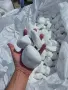 Бели камъчета 6-10см , снимка 1