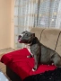 American bully standart, снимка 2