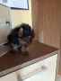 йоркширски териер , снимка 2