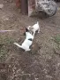 джак ръсел териер , снимка 1