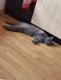 Синя британска късокосместа котка, снимка 4