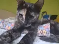 Коте - подарявам котенце, снимка 3