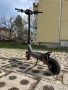 Kukirin g2 ГАРАНЦИЯ! Електрическа тротинетка, снимка 4