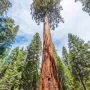 Нови Екзотични 15 семена от гигантска секвоя мамутово дърво sequoiadendron giganteum за декорация, снимка 11