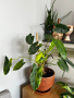 Philodendron Burle Marx Variegated, снимка 1 - Стайни растения - 44791380