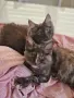 котенца Мейн Куун, снимка 13
