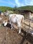 Крава за угояване, снимка 3