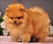 Златисти мъжки и женски бебета Померан, снимка 6