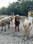 Продавам 3 овце със агнета , снимка 6