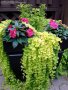 Лизимахия, разсад, студоустойчива, снимка 1 - Градински цветя и растения - 37004225