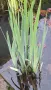 Продавам растения Жълт воден ирис, снимка 7