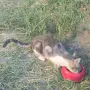 Котета на два месеца и майката на една годинка, снимка 13