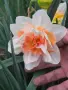Предлагам много едри нарциси, снимка 3