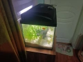 аквариум със рибки , снимка 2