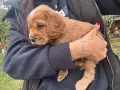 Куче кокер шпаньол, снимка 11