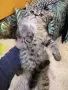 британско кьсокосместо таби момиче , снимка 3