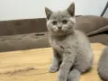 Британски късокосмести котки, снимка 7