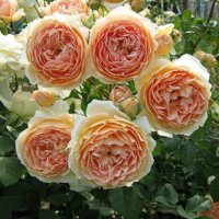 Роза 46, снимка 1 - Градински цветя и растения - 36816726