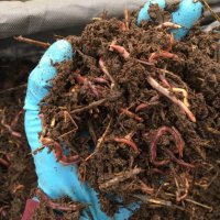 концентрат Био Тор ХУМУС от калифорнийски червеи --Увеличава кълняемостта на семената , снимка 1 - Тор и почвени смеси - 42133380