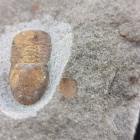 Фосил на Cyclopyge Sibilla - Палеозойска ера, снимка 4 - Колекции - 37910660
