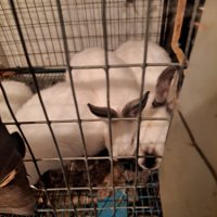 Продавам калифорнийски зайци, снимка 9 - Други животни - 38399540