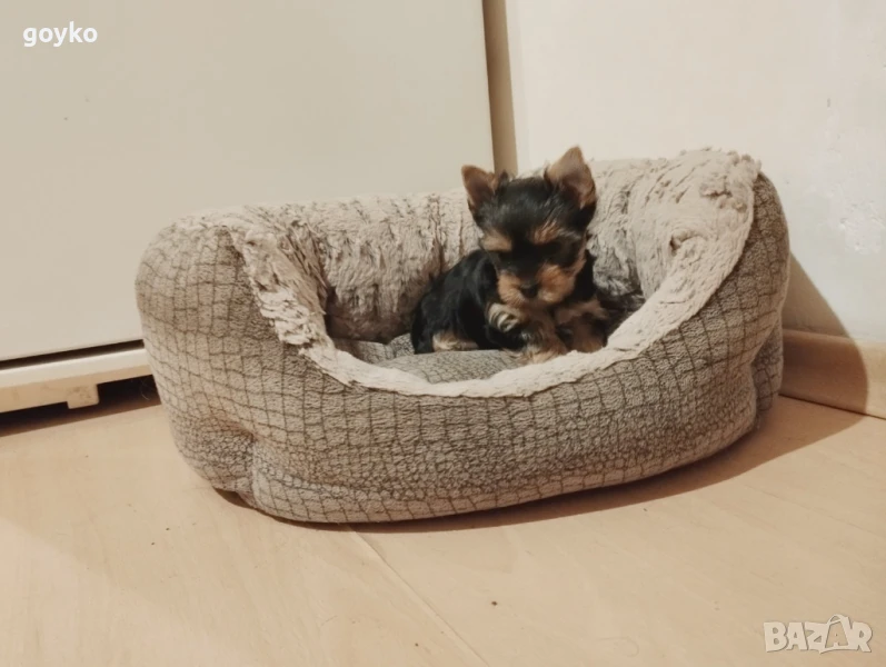 йоркширски териер, снимка 1